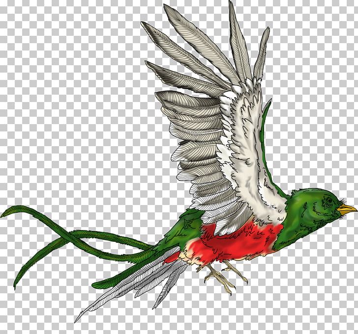 Beak Parrot Fauna Feather PNG, Clipart, Animals, Beak, Bird, Fauna, Feather Free PNG Download