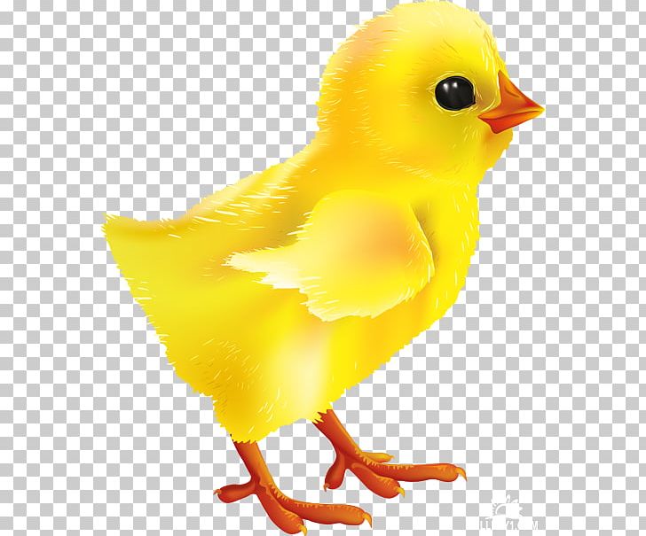 Chicken Graphics PNG, Clipart, Animals, Beak, Bird, Chick, Chicken Free PNG Download