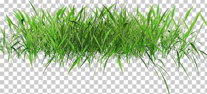 Lawn PNG, Clipart, Artificial Turf, Commodity, Grass, Grasses, Grass Family Free PNG Download