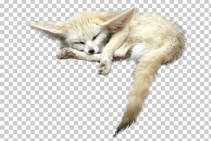 Red Fox Fennec Fox PNG, Clipart, Animals, Augsburg Zoo, Carnivoran, Cat, Cat Like Mammal Free PNG Download
