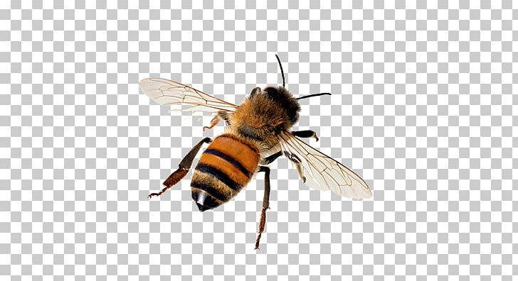 Western Honey Bee Insect Beehive Tawny Mining Bee PNG, Clipart, Andrena, Arthropod, Bee, Beehive, Beekeeping Free PNG Download