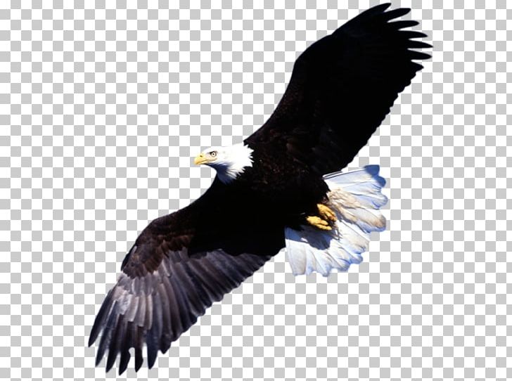Bald Eagle Desktop Bird PNG, Clipart, Accipitriformes, Animal, Animals, Bald Eagle, Beak Free PNG Download