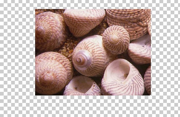 Gibbula Cineraria Cockle Gibbula Umbilicalis Seashell Gastropod Shell PNG, Clipart, Blue Mussel, Clam, Clams Oysters Mussels And Scallops, Cockle, Conchology Free PNG Download