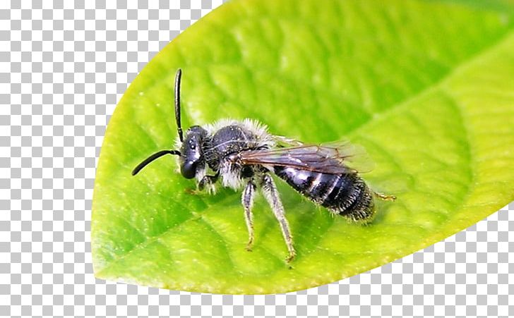 Honey Bee Galaga Bumblebee Apidae Insect PNG, Clipart, Apidae, Arthropod, Autumn Leaves, Banana Leaves, Bee Free PNG Download