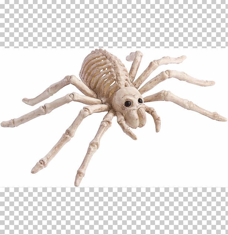Spider Human Skeleton Bone Skull PNG, Clipart, Arachnid, Arthropod, Bone, Exoskeleton, Human Skeleton Free PNG Download