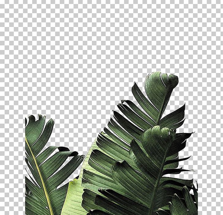 Banana Leaf Frond Palm-leaf Manuscript PNG, Clipart, Arecaceae, Art, Autumn Leaf Color, Background Green, Blade Free PNG Download
