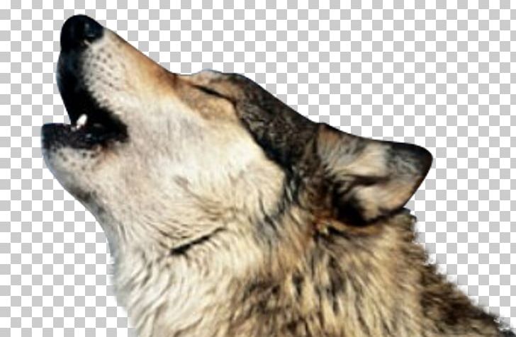Dog Coyote Black Wolf PNG, Clipart, Animal, Animals, Black, Canidae, Carnivoran Free PNG Download