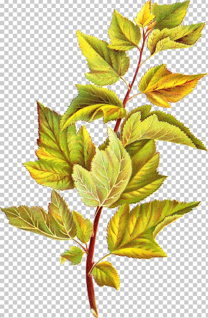 Leaf Branch PNG, Clipart, Botany, Branch, Color, Deciduous, Fern Free PNG Download
