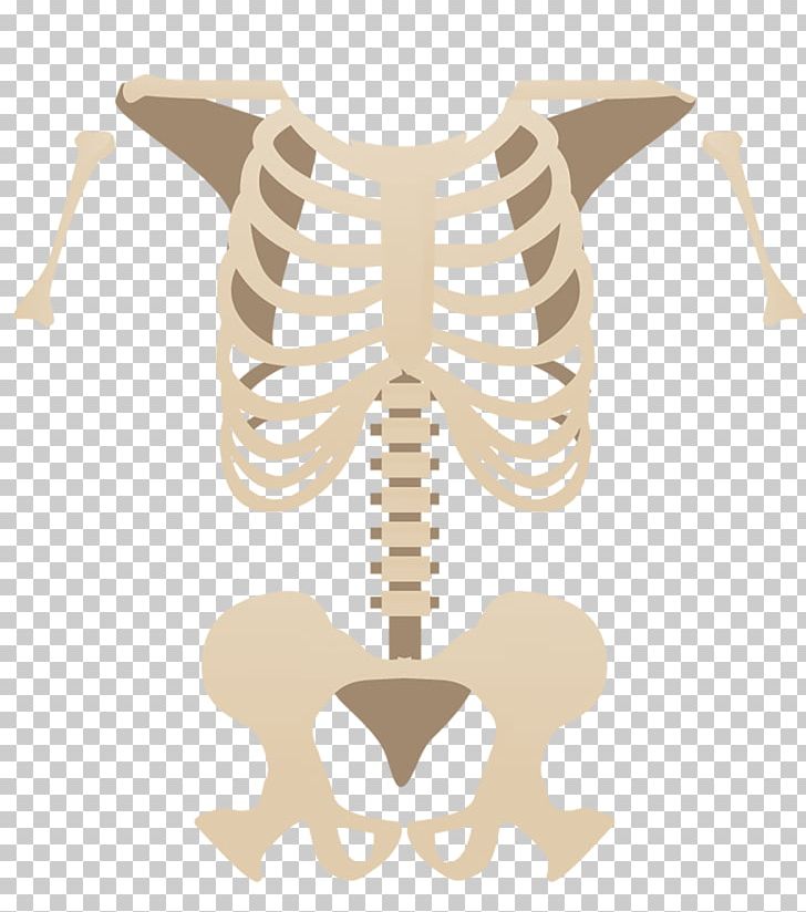 Alt Attribute Bone Skeleton Facebook PNG, Clipart, Alt Attribute, Attribute, Barack Obama, Bone, Desen Free PNG Download