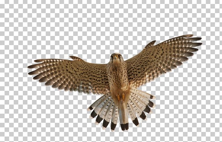 Bird Flight Falcon PNG, Clipart, Accipitriformes, Animals, Beak, Bird, Bird Of Prey Free PNG Download