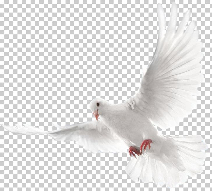 Columbidae Doves As Symbols Holy Spirit Domestic Pigeon PNG, Clipart, Beak, Bird, Bird Ring, Christian Church, Columbidae Free PNG Download