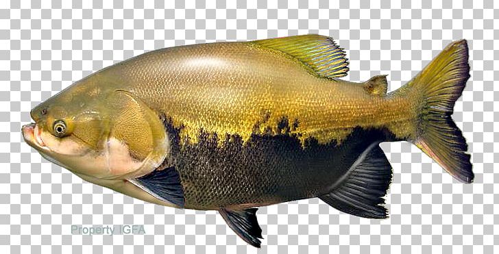 Tambaqui Pacu Fish Piaractus Mesopotamicus PNG, Clipart, Angler, Animals, Aquarium, Arapaima, Bass Free PNG Download