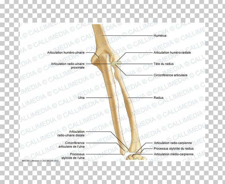 Thumb Shoulder Bone Nerve PNG, Clipart, Angle, Arm, Art, Bone, Bones Free PNG Download