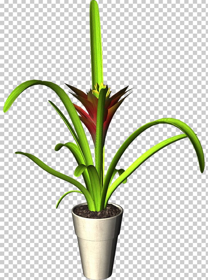 Flowerpot Plant PNG, Clipart, Bromelia, Bromeliaceae, Bromeliads, Bromelia Mexicana, Cut Flowers Free PNG Download