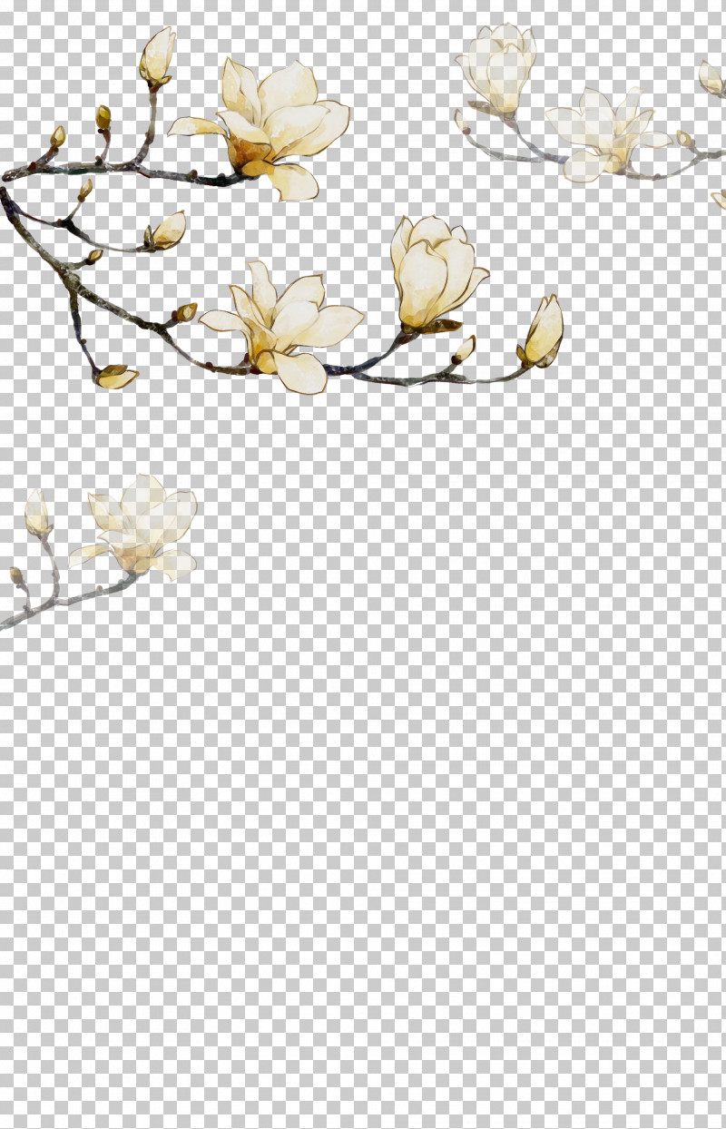 Branch Flower Petal Plant Blossom PNG, Clipart, Blossom, Branch, Flower, Magnolia, Magnolia Family Free PNG Download