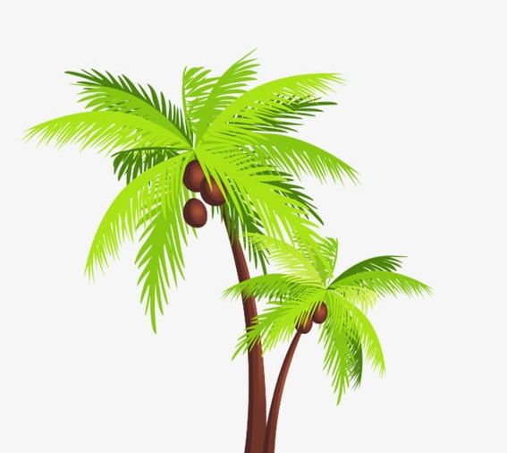 Coconut Tree PNG, Clipart, Cartoon, Cartoon Coconut Trees, Coconut, Coconut Clipart, Coconut Clipart Free PNG Download