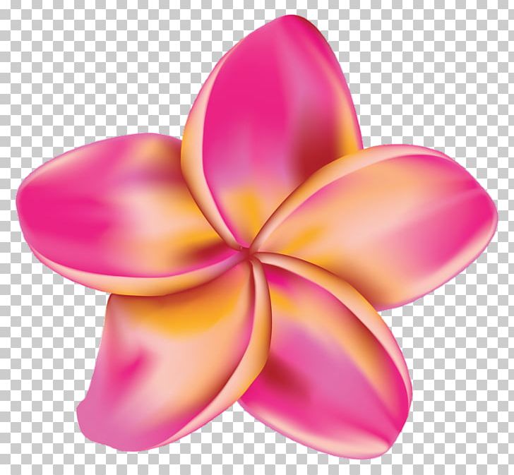 Drawing Flower Plumeria Rubra PNG, Clipart, Can Stock Photo, Daylily, Drawing, Flower, Fotosearch Free PNG Download
