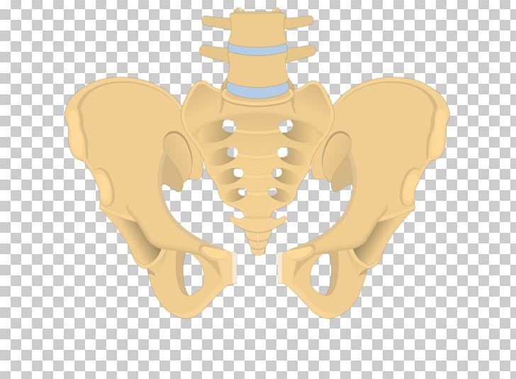 Hip Bone Sacrum Ilium Obturator Foramen Pubis PNG, Clipart, Acetabulum, Anatomy, Bone, Coccyx, Hip Bone Free PNG Download