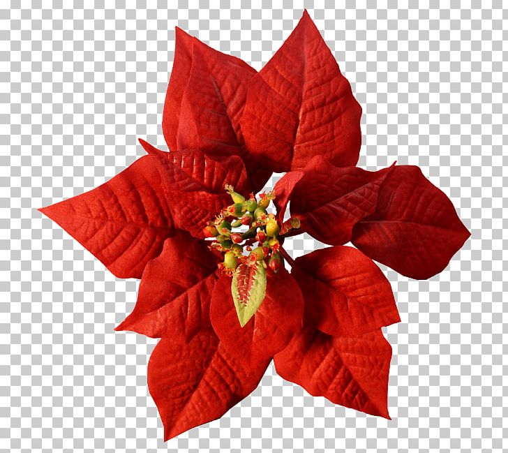 Poinsettia Cut Flowers Red Color PNG, Clipart, Christmas, Christmas Decoration, Christmas Ornament, Color, Cut Flowers Free PNG Download
