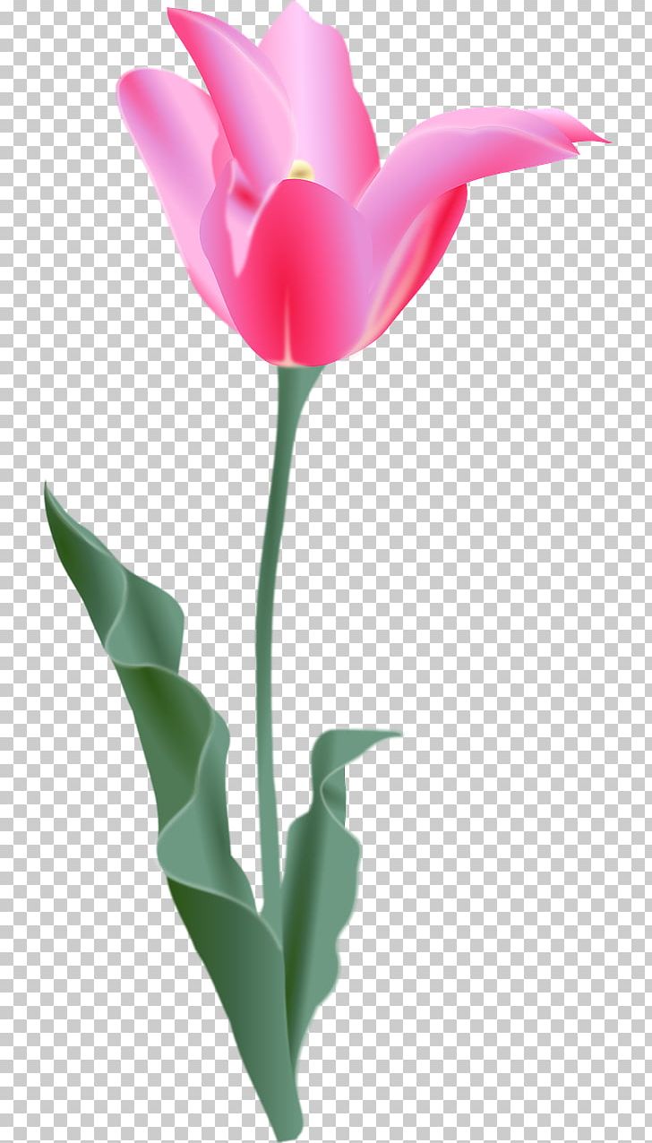 Tulip Flower PNG, Clipart, Art, Clip, Color, Cut Flowers, Download Free PNG Download