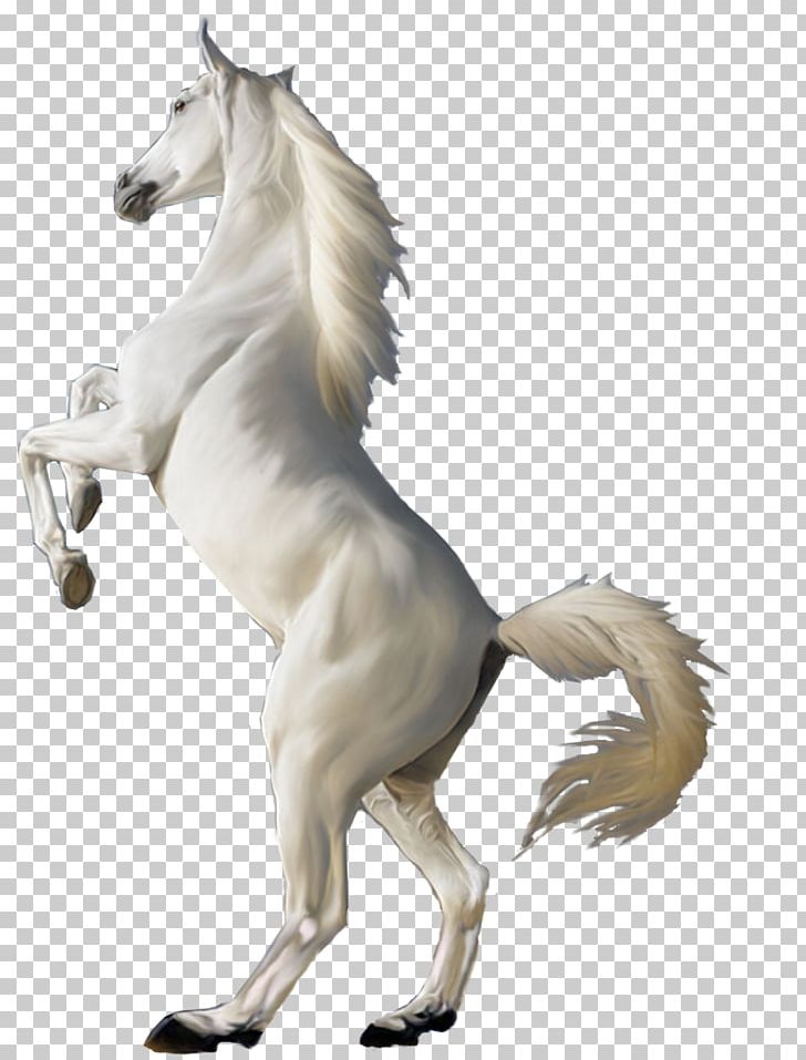 Arabian Horse White PNG, Clipart, Animal Figure, Animals, Arabian Horse, Black, Canter And Gallop Free PNG Download