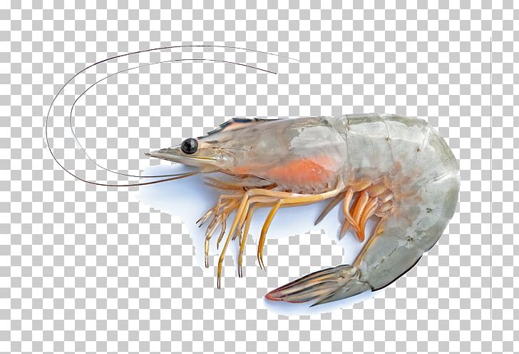 Caridea Seafood Shrimp PNG, Clipart, Animal Source Foods, Bending, Cartoon, Cartoon Shrimp, Crab Free PNG Download