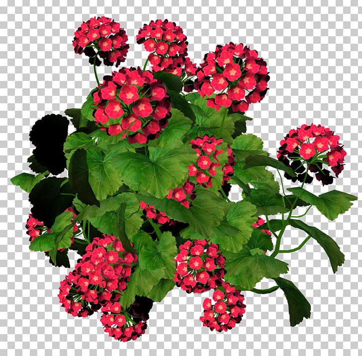 Flower Drawing PNG, Clipart, Annual Plant, Arrangement, Berry, Bouquet, Color Free PNG Download