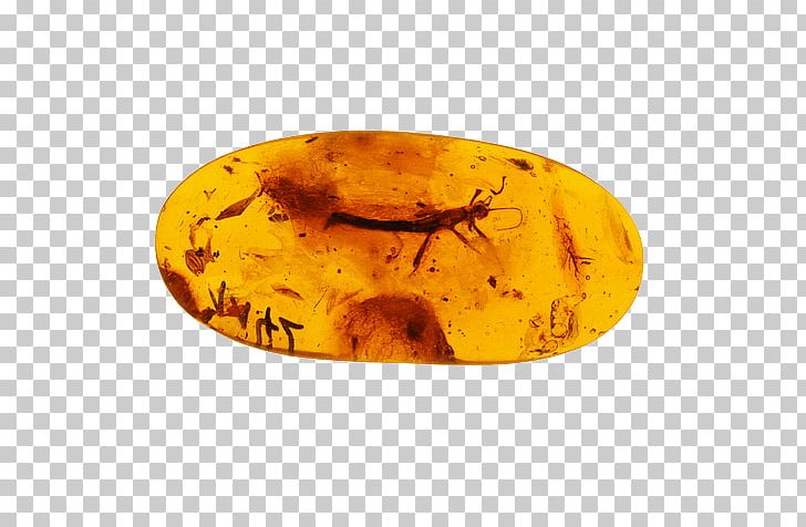 Baltic Sea 20 Clues Baltic Amber Crystal Healing PNG, Clipart, 20 Clues, Agate, Amber, Baltic, Baltic Amber Free PNG Download