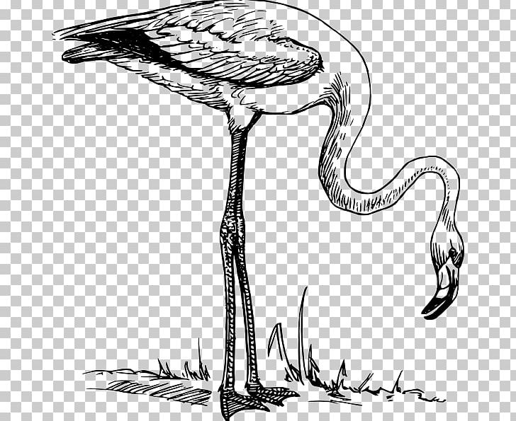 Flamingo PNG, Clipart, Animals, Artwork, Beak, Bird, Black And White Free PNG Download