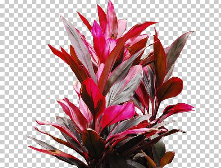 Ornamental Plant Red Leaf Blood Ti PNG, Clipart, Biological Pigment, Blood, Blue, Flower, Flowering Plant Free PNG Download