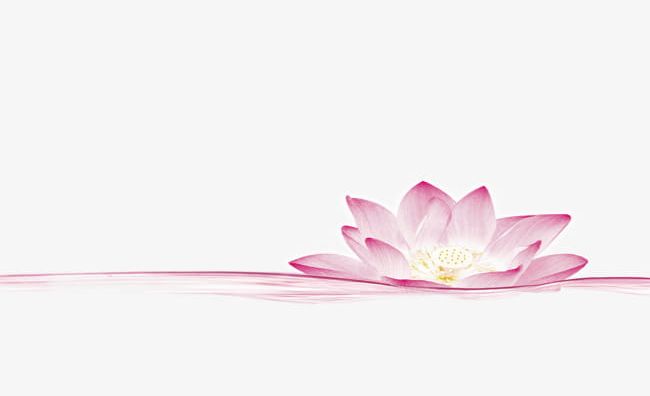 Pink Lotus Png Clipart Banner Banner Material Flowers Fresh