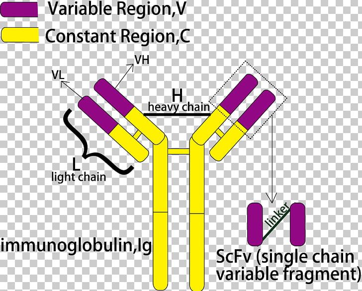 Single-chain Variable Fragment Antibody Peptide Hybridoma Technology CD16 PNG, Clipart, Acid, Aflatoxin, Angle, Antibody, Area Free PNG Download