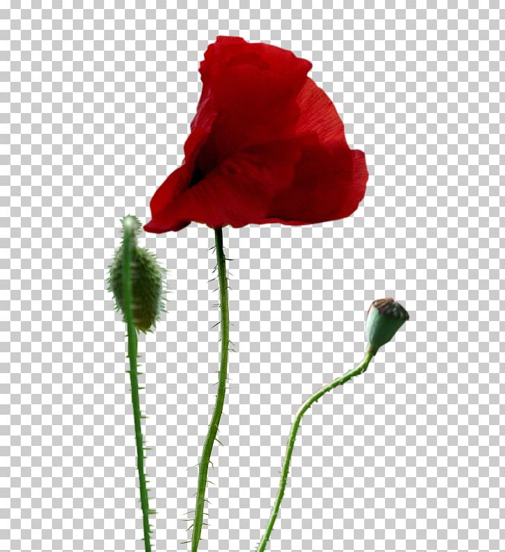 Common Poppy Drawing Painting PNG, Clipart, Animation, Anime, Art, Blog, Bud Free PNG Download