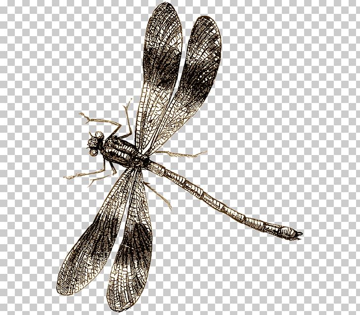 Dragonfly Drawing PNG, Clipart, Arthropod, Damselfly, Desktop Wallpaper, Dragonflies And Damseflies, Dragonfly Free PNG Download