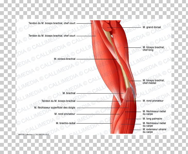 Thumb Elbow Muscle Arm Muscular System PNG, Clipart,  Free PNG Download