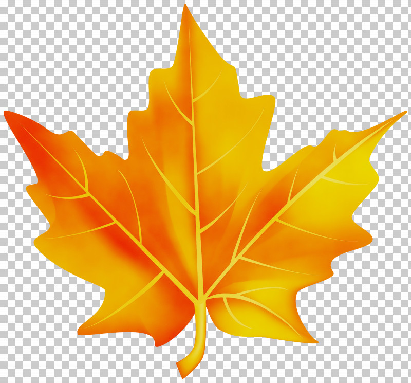 Maple Leaf PNG, Clipart, Black Maple, Deciduous, Leaf, Maple Leaf, Paint Free PNG Download