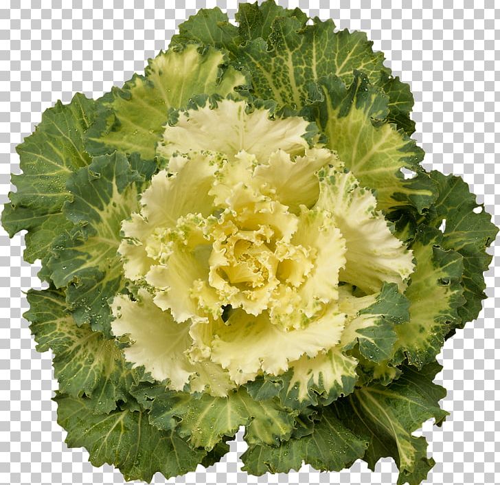 Cabbage Kale Cauliflower Brussels Sprout Broccoli PNG, Clipart, Bright, Broccoli, Brussels Sprout, Cabbage, Cauliflower Free PNG Download
