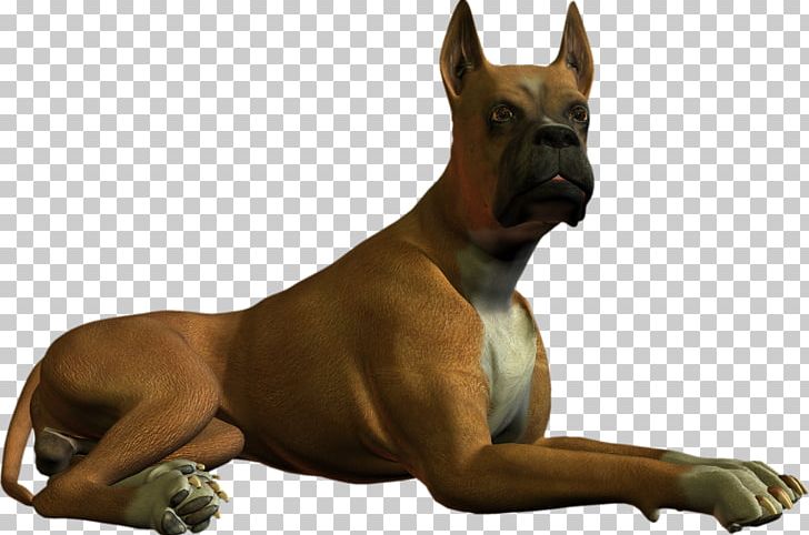 Boxer Great Dane Dog Breed PNG, Clipart, Animal, Animals, Bitmap, Boxer, Carnivoran Free PNG Download