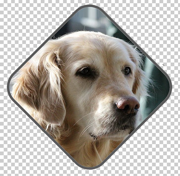 Golden Retriever Labrador Retriever Puppy Dog Breed Companion Dog PNG, Clipart, Animals, Breed, Carnivoran, Companion Dog, Dog Free PNG Download