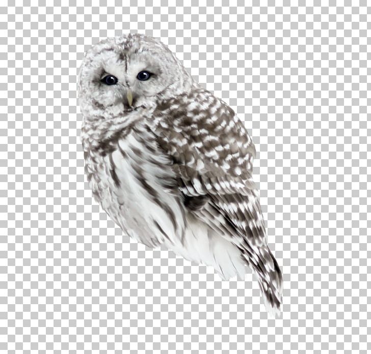 Little Owl Bird PNG, Clipart, Animals, Beak, Bird, Bird Of Prey, Computer Icons Free PNG Download