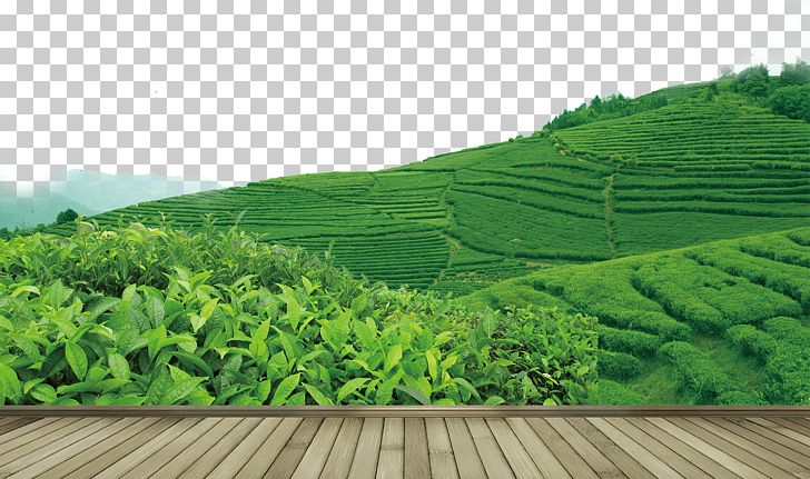 Tea Garden Yum Cha PNG, Clipart, Agriculture, Bubble Tea, Camellia, Camellia Sinensis, Crop Free PNG Download