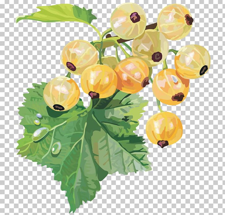 Gooseberry Redcurrant Blackcurrant White Currant PNG, Clipart, Berry, Bilberry, Blackcurrant, Branch, Currant Free PNG Download