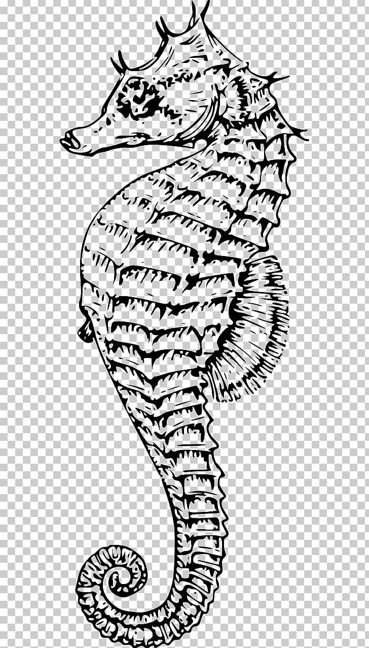 Northern Seahorse Printing Drawing Big-belly Seahorse PNG, Clipart,  Free PNG Download