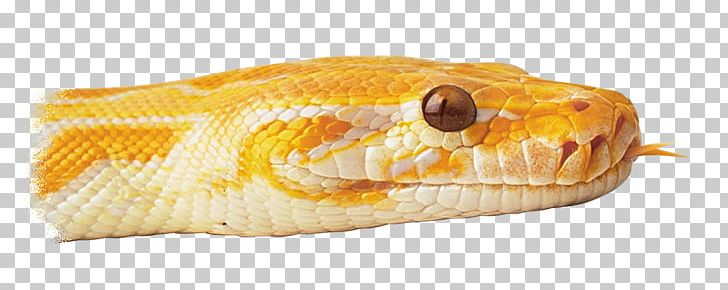 Snake Reptile Scale Corn On The Cob Cobra PNG, Clipart, Animal, Animals, Cobra, Corn On The Cob, Fish Free PNG Download