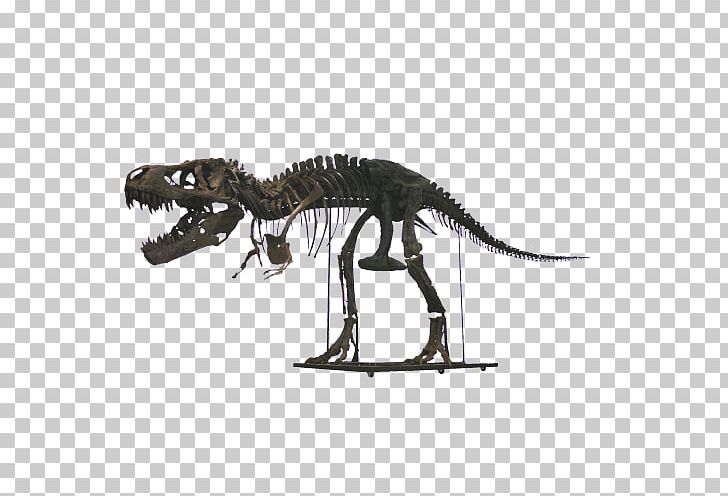Tyrannosaurus Velociraptor Extinction Terrestrial Animal PNG, Clipart, Animal, Animal Figure, Dinosaur, Extinction, Fauna Free PNG Download