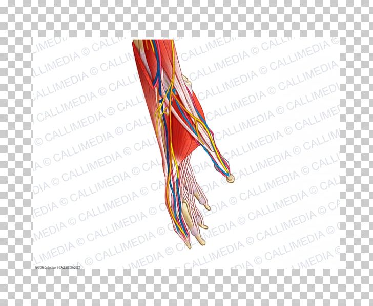 Blood Vessel Muscle Anatomy Muscular System Nerve PNG, Clipart, Anatomy, Anesthesiology, Angiology, Blood Vessel, Circulatory System Free PNG Download