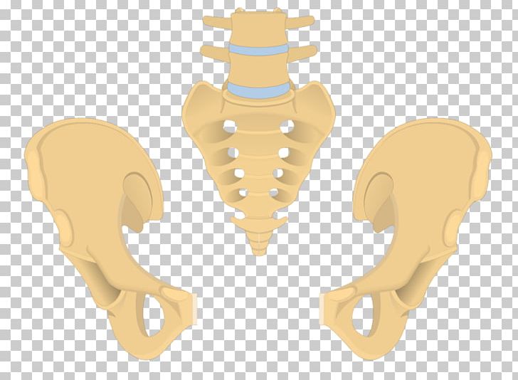 Bone Pelvis Coccyx Anatomy Sacrum PNG, Clipart, Anatomy, Bone, Coccyx, Ear, Hip Free PNG Download