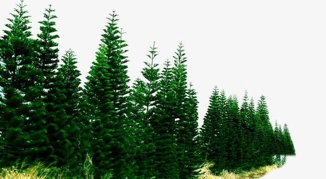 Pine Forest PNG, Clipart, Forest, Forest Clipart, Forest Clipart, Green, Pine Free PNG Download