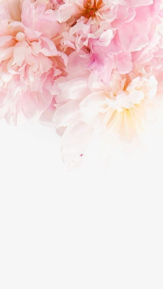 Pink Peony PNG, Clipart, Backgrounds, Beautiful, Beautiful Flowers, Beauty In Nature, Blossom Free PNG Download