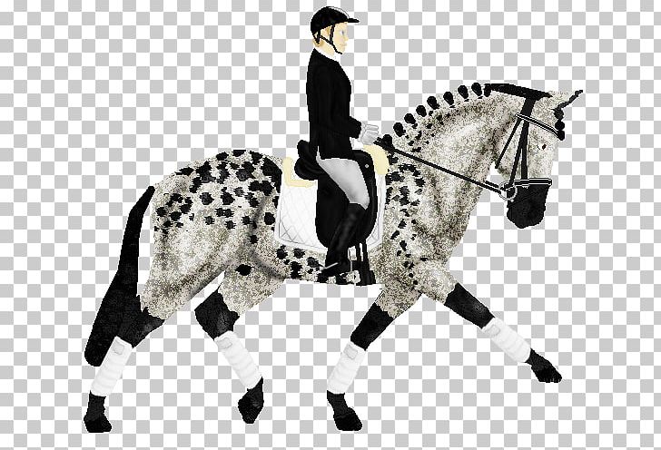 Stallion English Riding Mustang Rein Equestrian PNG, Clipart, Bridle, Dressage, English Riding, Equestrian, Equestrianism Free PNG Download